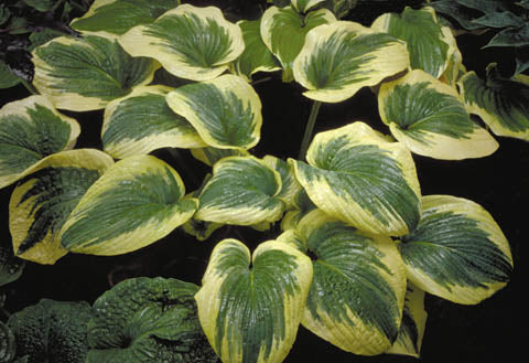 Hosta 'Hampshire County'