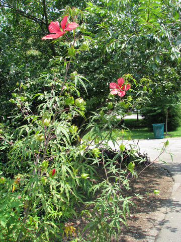 Hibiscus coccineus