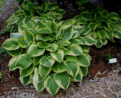 Hosta 'Honeysong'