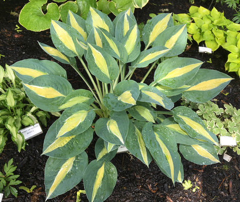 Hosta 'Hot Kiss'