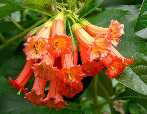 Iochroma coccinea