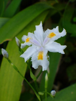 Iris 'Nada'