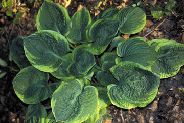 Hosta 'Jason and Katie'