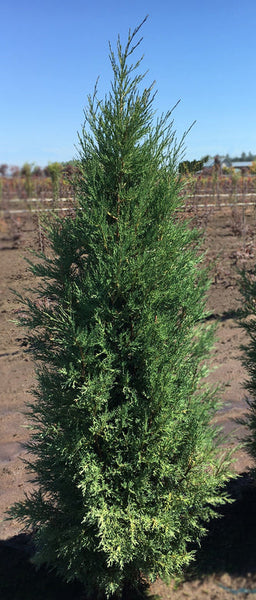 Juniperus virginiana 'Taylor' (Taylor Eastern Red Cedar)