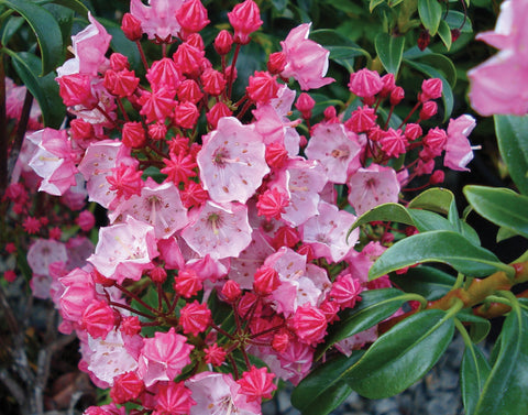 Kalmia latifolia 'Olympic Fire'