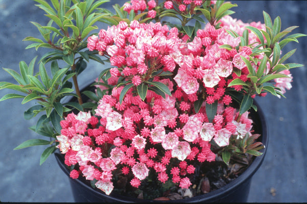 Kalmia latifolia 'Tiddlywinks'