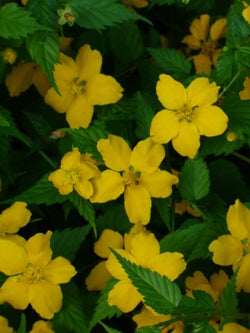 Kerria japonica 'Golden Guinea'