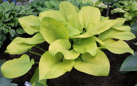 Hosta 'Key West'