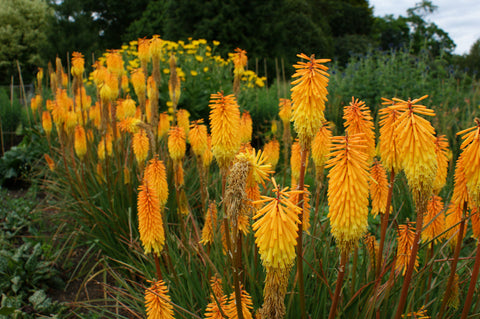 Kniphofia 'Bee's Sunset'