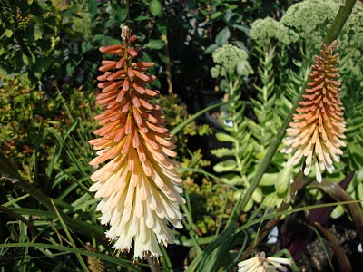 Kniphofia 'Toffee Nose'