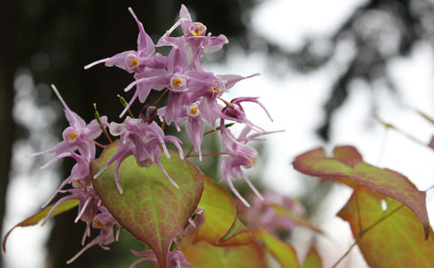 Epimedium 'Lilac Cascade'