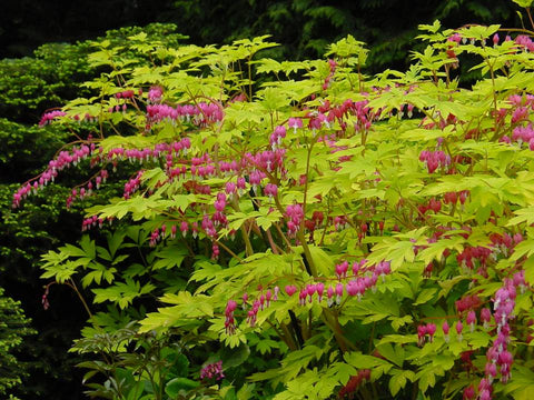 Lamprocapnos spectabilis 'Gold Heart' (aka Dicentra spectabilis 'Gold Heart,' Gold Leaf Bleeding Heart)