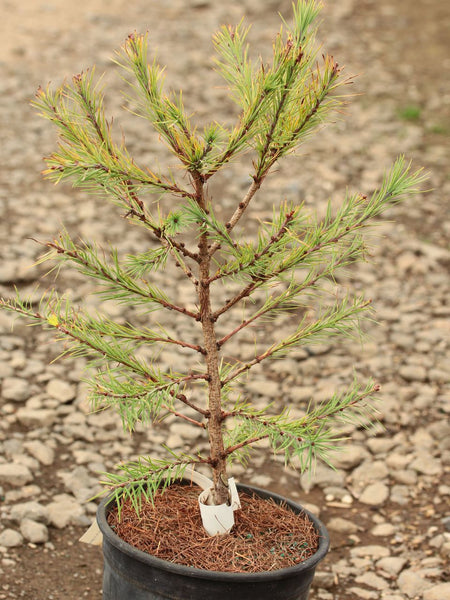 Larix laricina 'Steuben'
