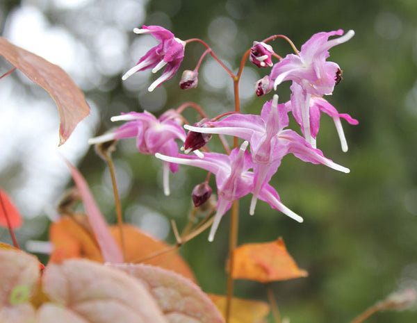 Epimedium 'Lavender Lady'