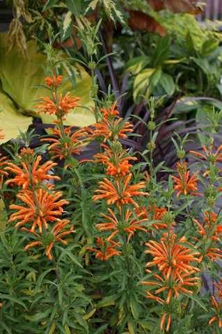 Leonotis leonurus