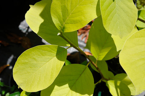 Magnolia 'Pearl'