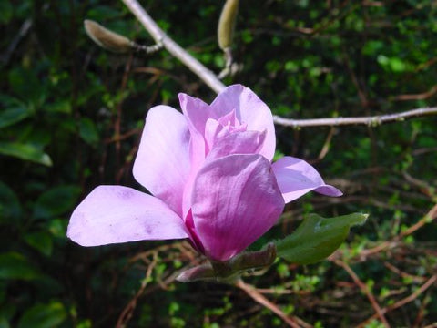 Magnolia 'Vulcan'