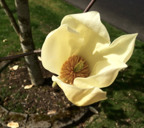 Magnolia 'Yellow Fever'