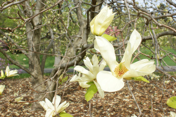 Magnolia x 'Elizabeth'