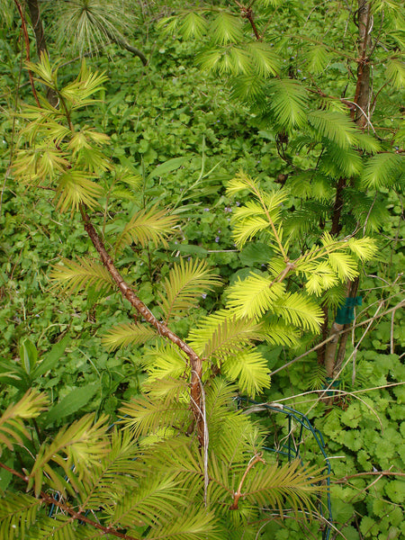 Metasequoia glyptostroboides 'Ogon'