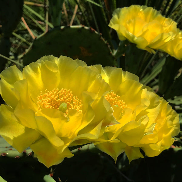 Opuntia engelmannii 'O'