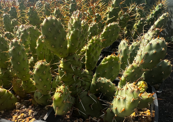 Opuntia 'James Hale'