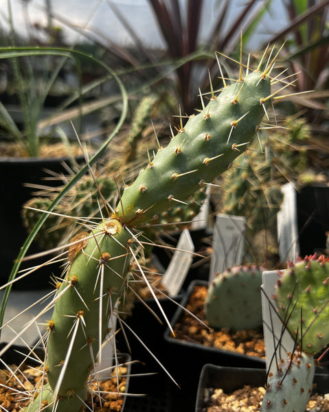 Opuntia 'Metolius'