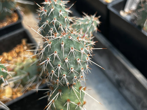 Opuntia polyacantha x fragilis 'Mr. Chunky'