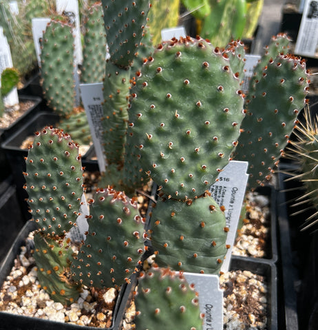 Opuntia x 'Upright Oblong'