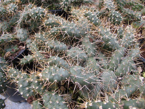 Opuntia fragilis [Dwarf Golden]