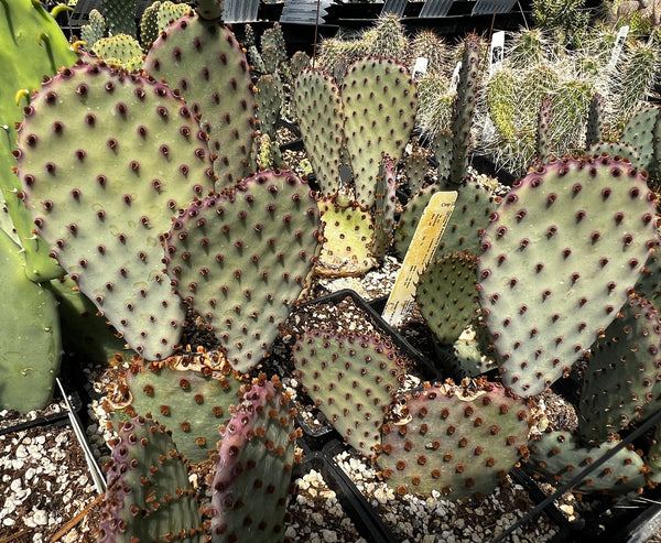 Opuntia basilaris 'Peachy'