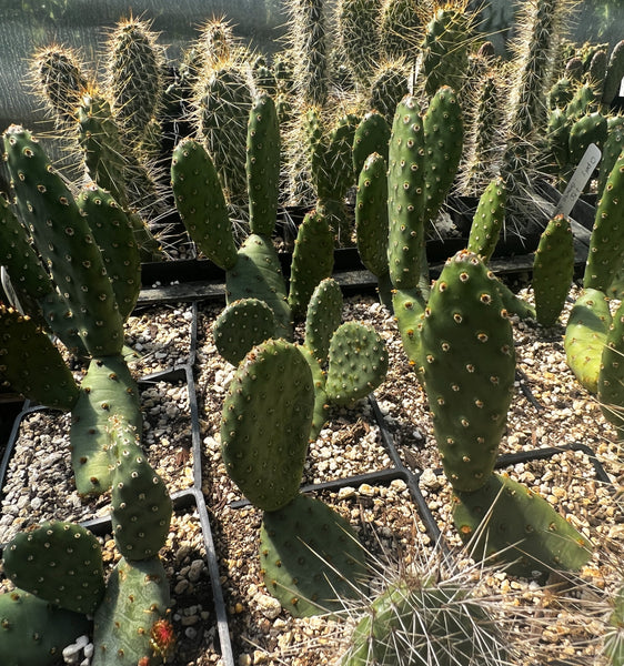 Opuntia basilaris var. aurea SBH 6379 - cl. 4