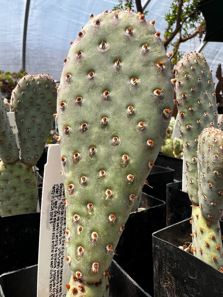 Opuntia basilaris var. ramosa