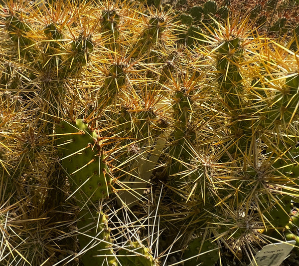 Opuntia echinocarpa 'Candalaria Gold'