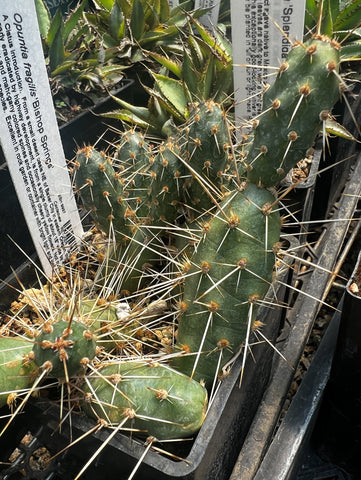 Opuntia fragilis 'Bishop Springs'