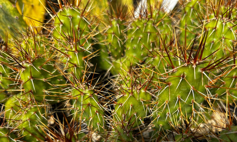 Opuntia fragilis 'Neon Gold'