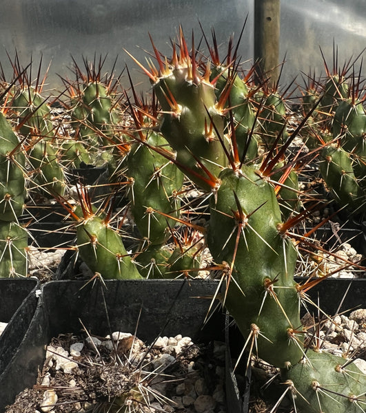 Opuntia fragilis 'Red N Black'