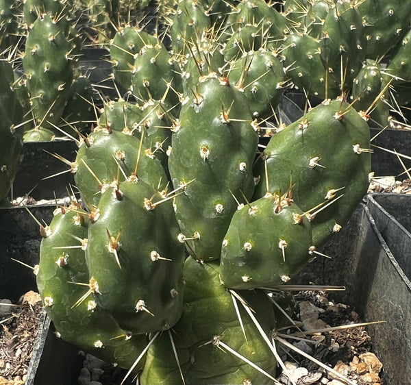 Opuntia fragilis [Whidbey Island]