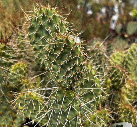 Opuntia polyacantha SBH 9988 - Small Spreading Pale Pink