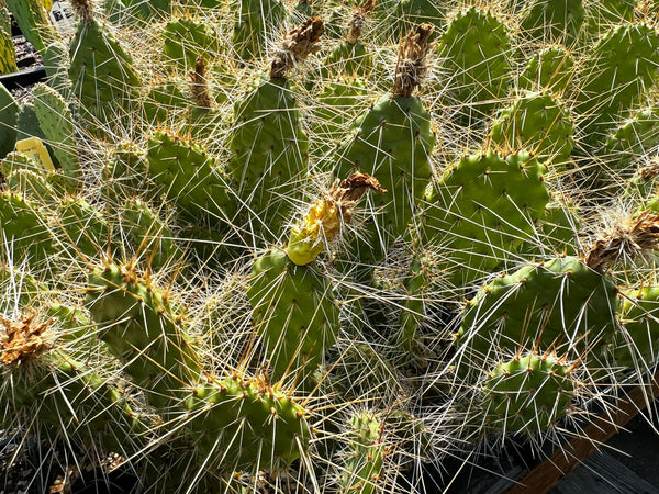 Opuntia polyacantha SBH 9991 - Large White Flowers