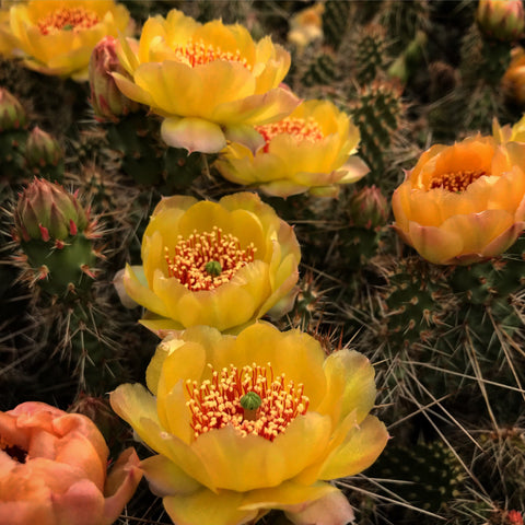 Opuntia 'Achy Breaky'