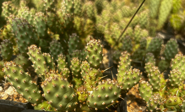 Opuntia ramosissima 'Semi Freddie'