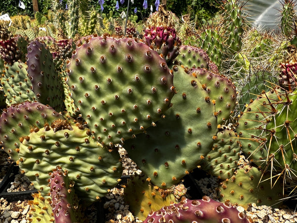 Opuntia x 'Bugsy'