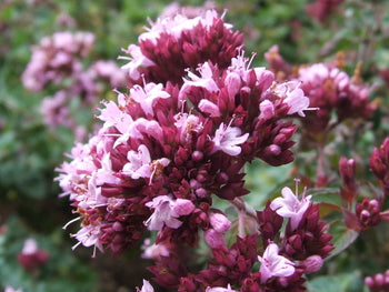 Origanum laevigatum 'Herrenhausen'