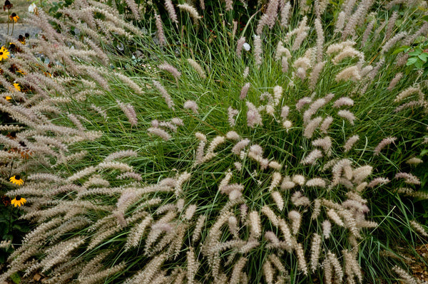 Pennisetum orientale