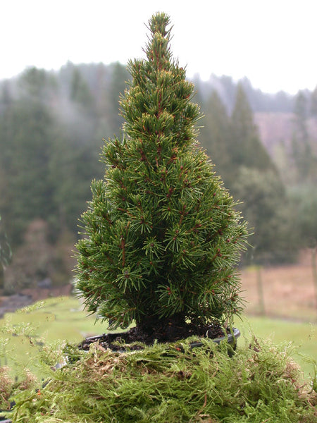 Picea glauca 'Jean's Dilly'