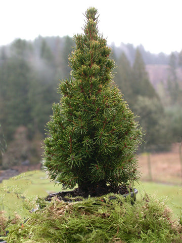 Picea glauca 'Jean's Dilly'
