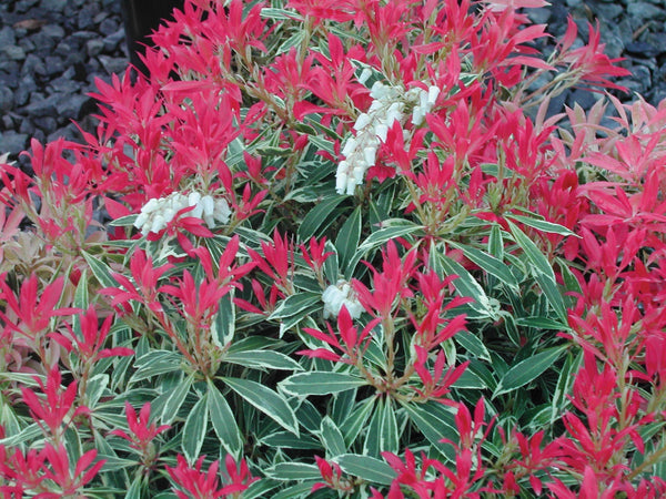 Pieris 'Flaming Silver'