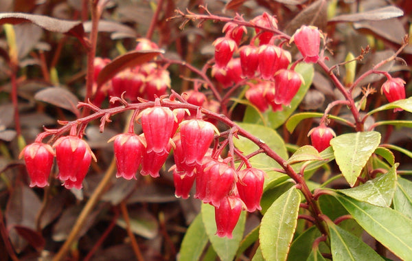 Pieris japonica 'Valley Valentine'