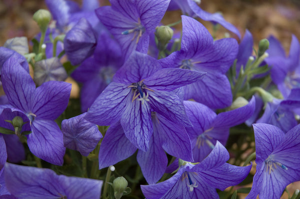 Platycodon grandiflorus 'Mareisii'